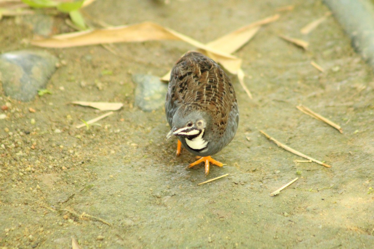 Blue-breasted Quail - ML634513630