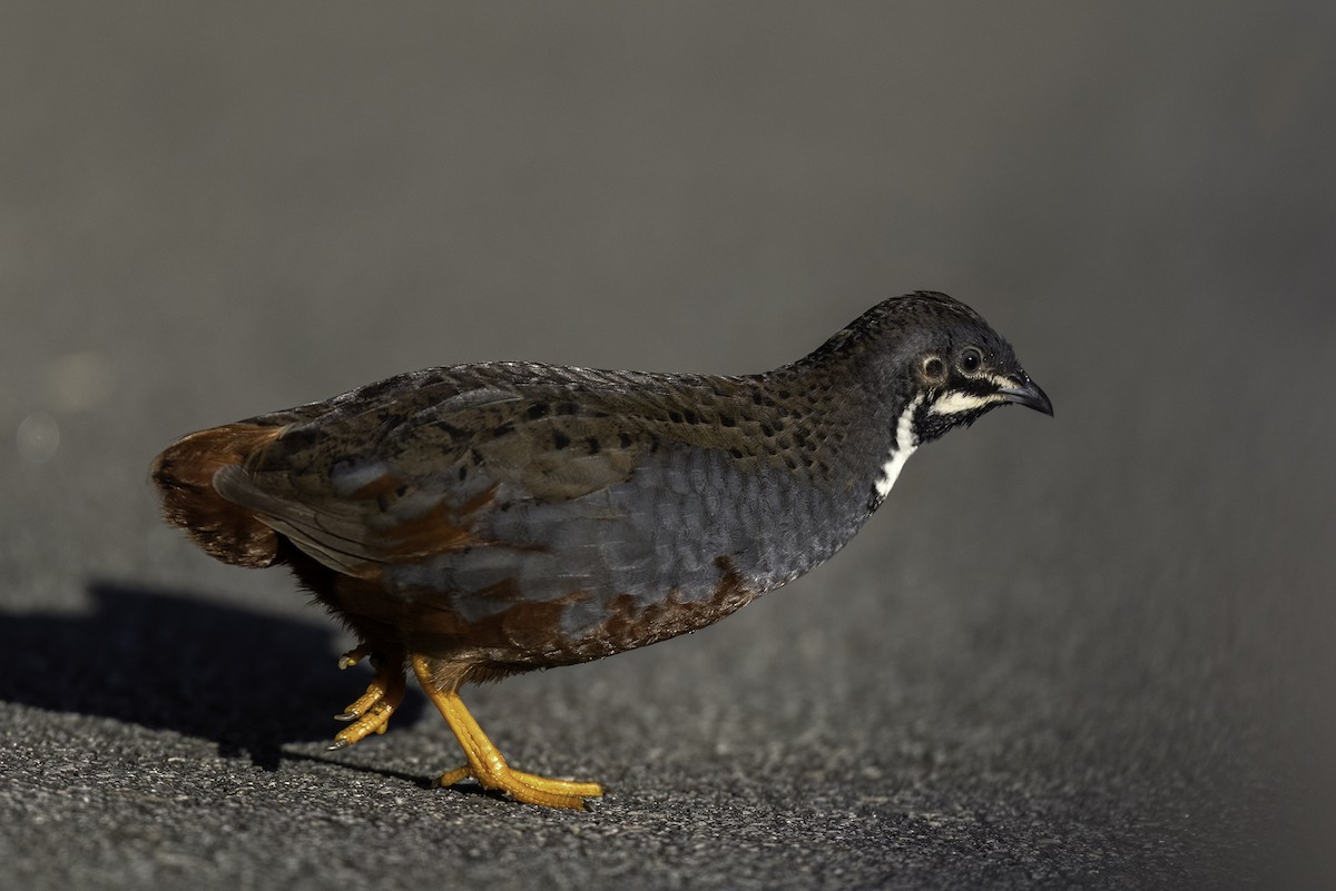 Blue-breasted Quail - ML634513675