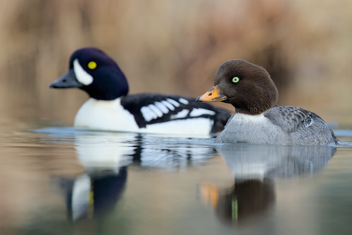 Barrow's Goldeneye - ML634513750