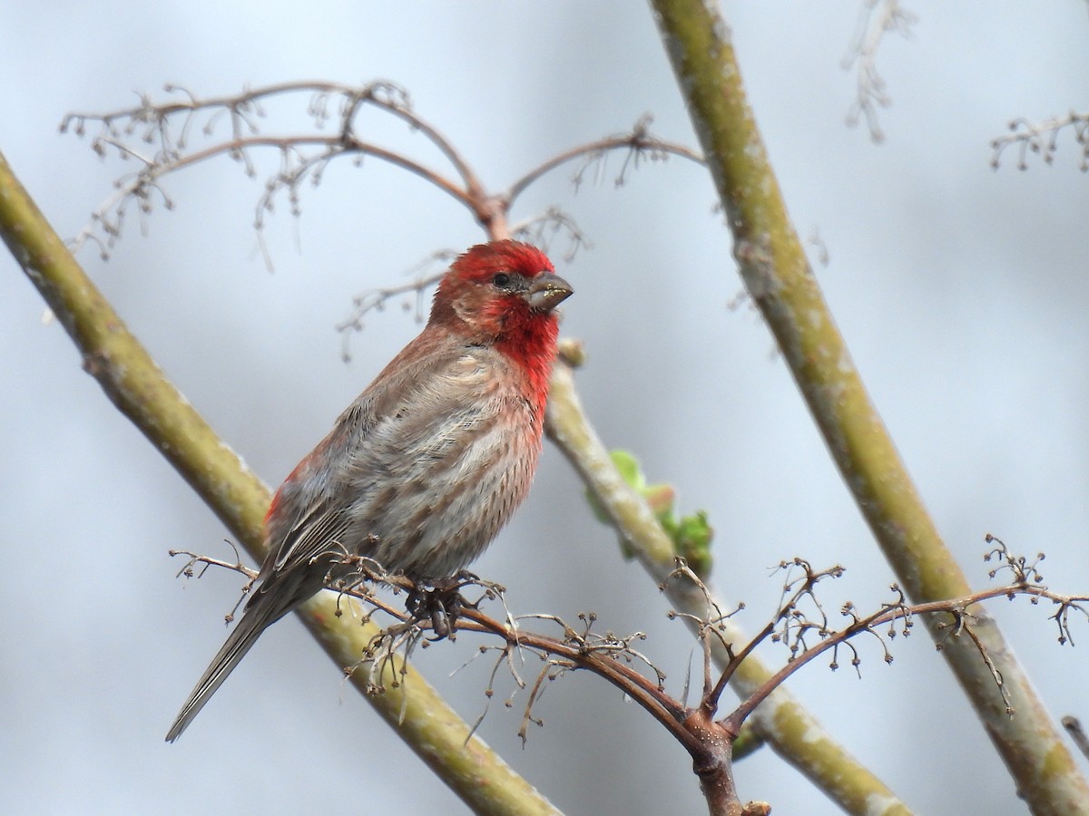 House Finch - ML634513776