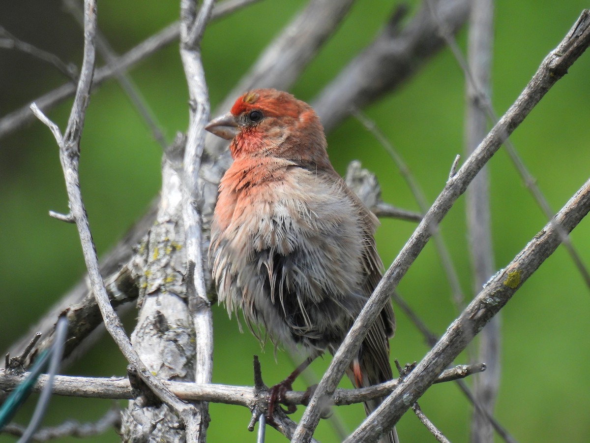 House Finch - ML634513777