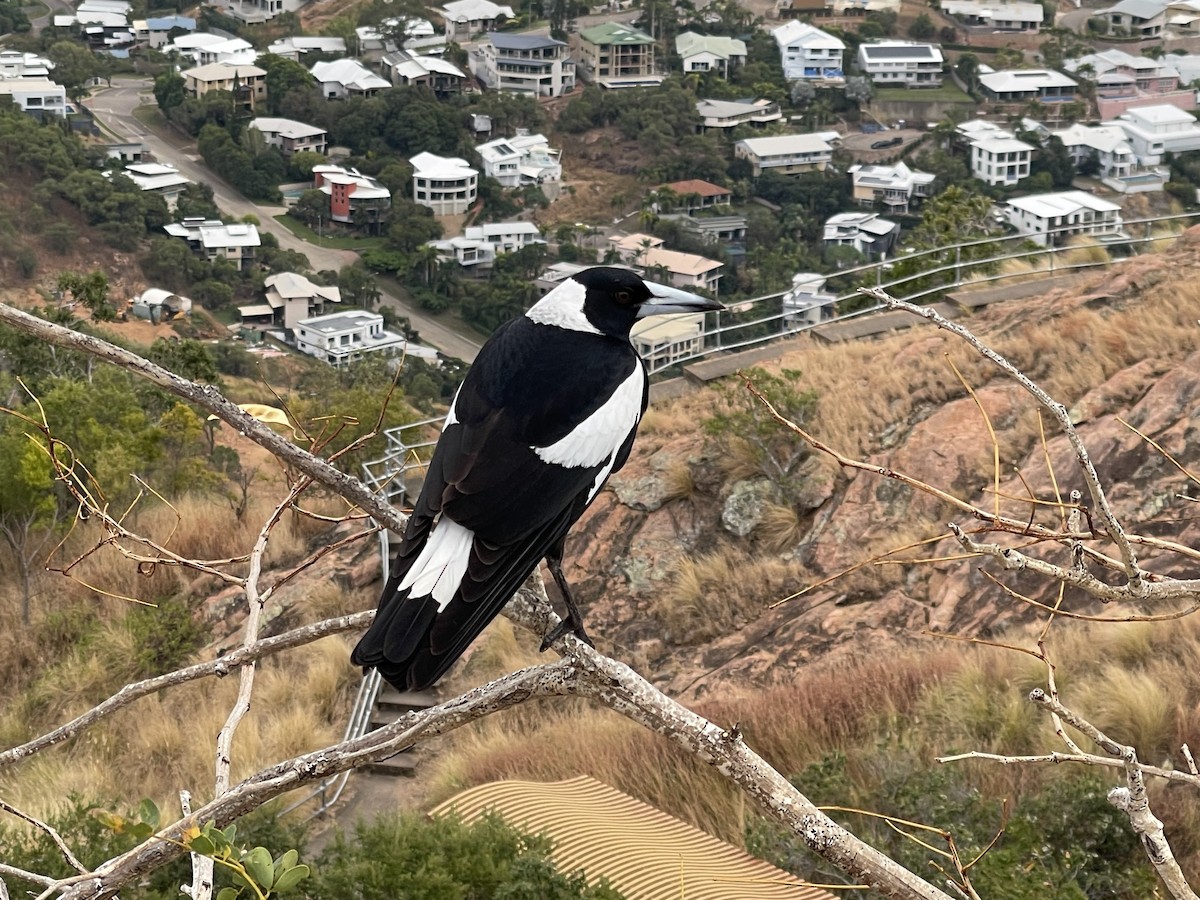 Australian Magpie - ML634513778