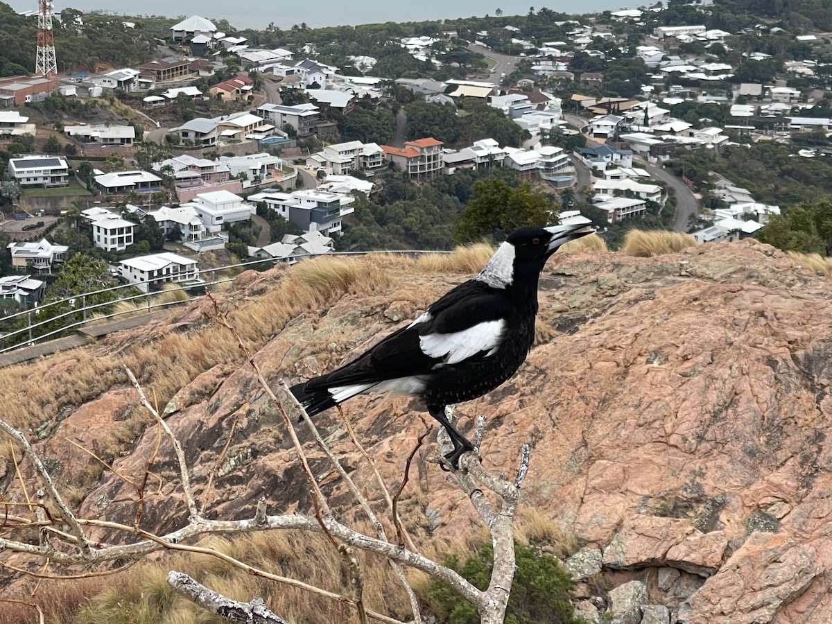Australian Magpie - ML634513789