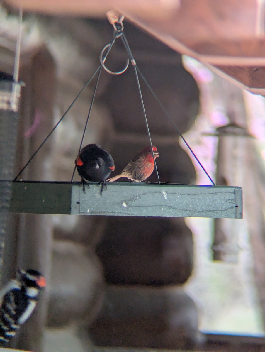 House Finch - ML634513808