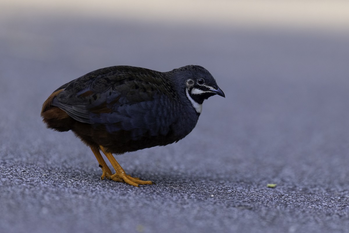 Blue-breasted Quail - ML634513831