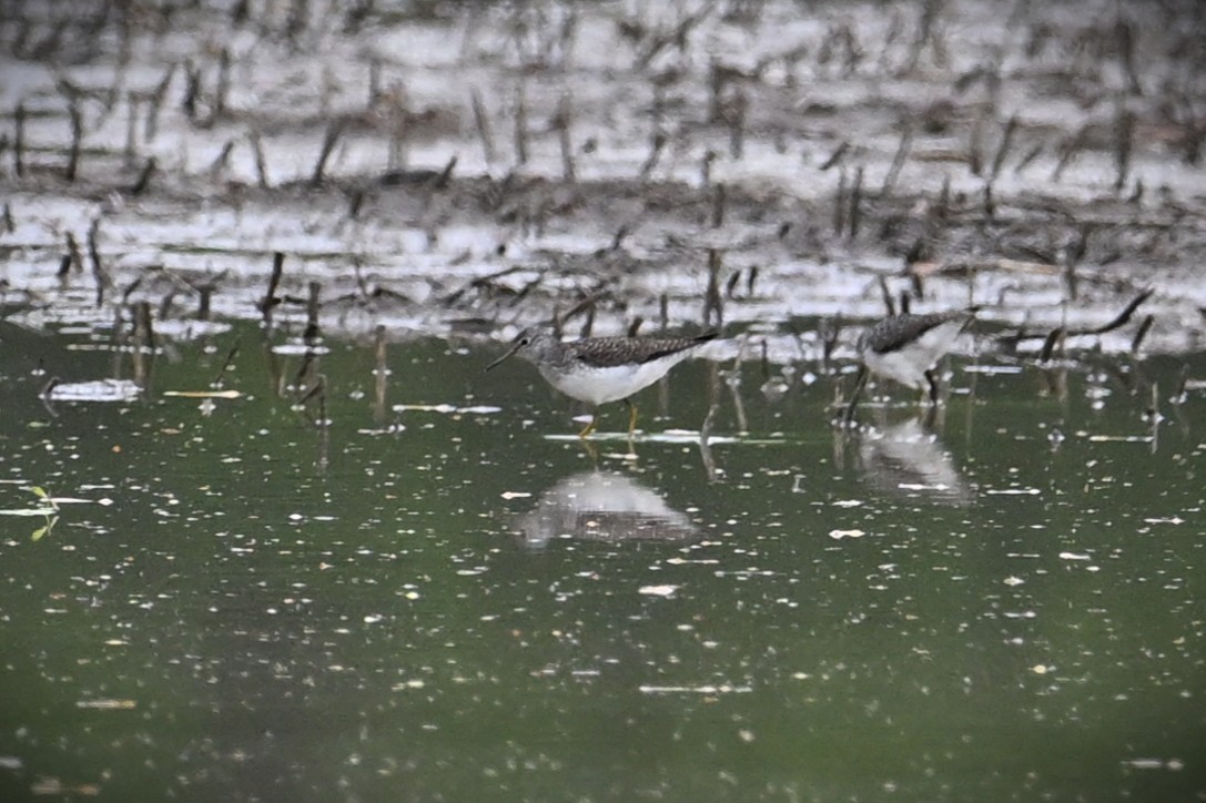 Solitary Sandpiper - ML634513941