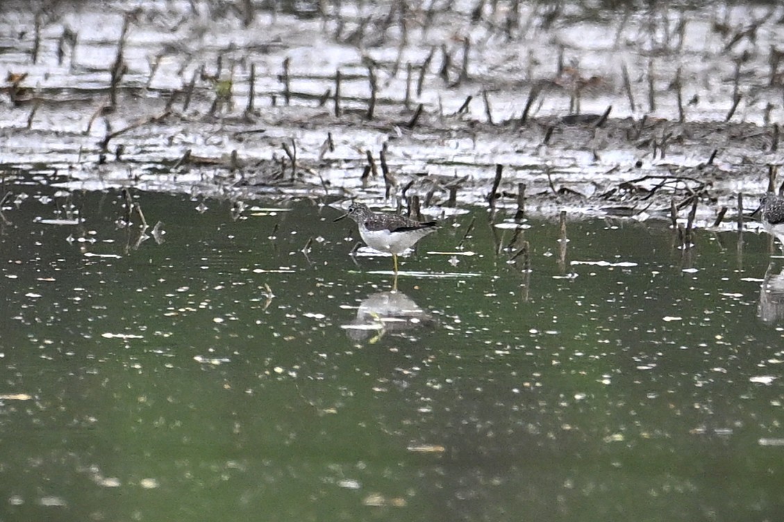 Solitary Sandpiper - ML634513942
