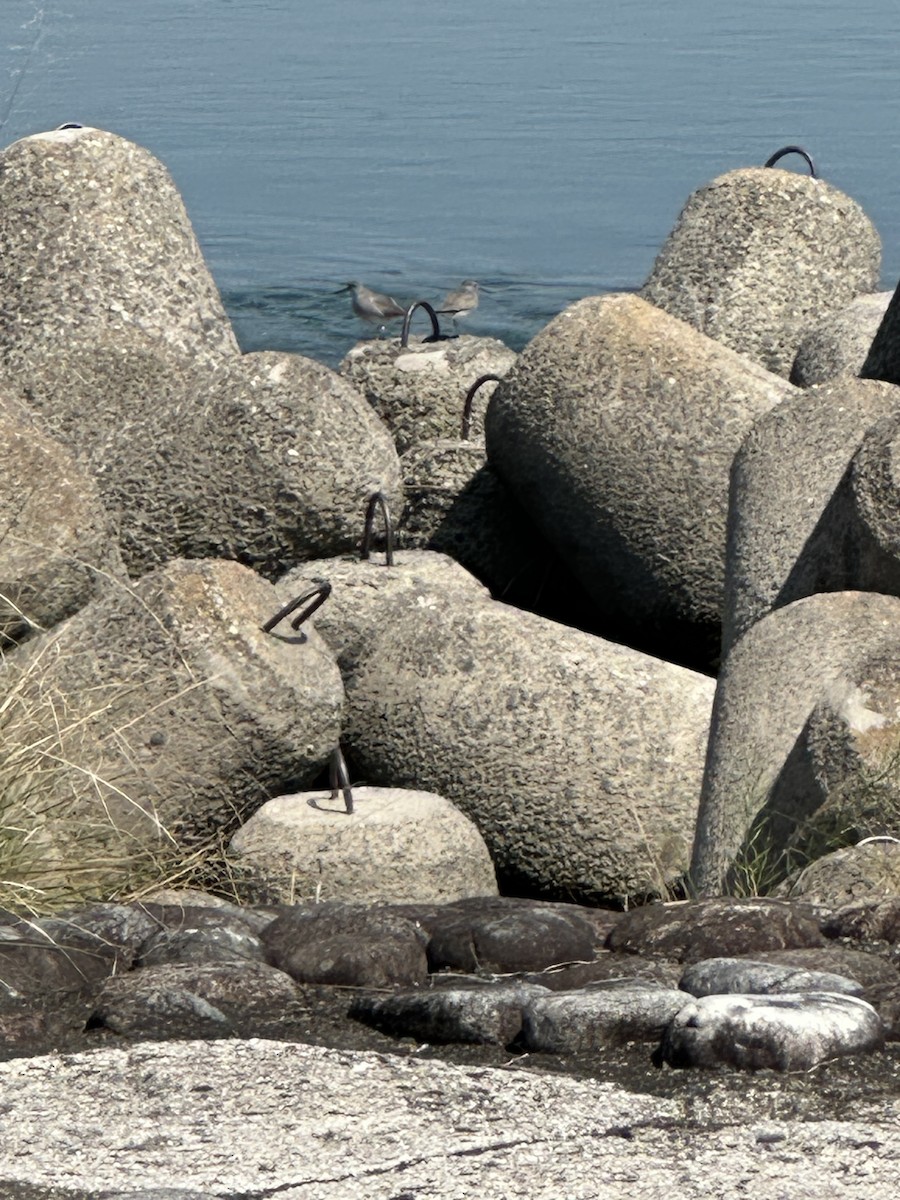 Gray-tailed Tattler - ML634514016