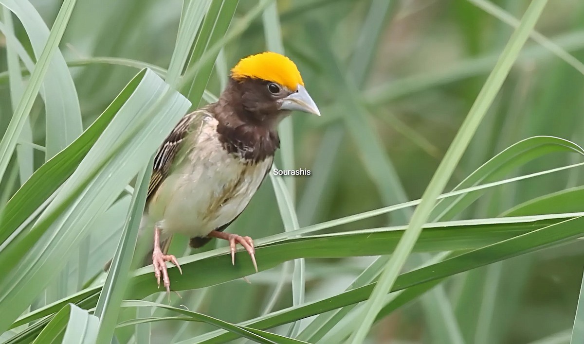 Bengalenweber - ML634514033