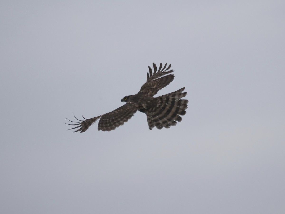 カンムリオオタカ - ML634514040