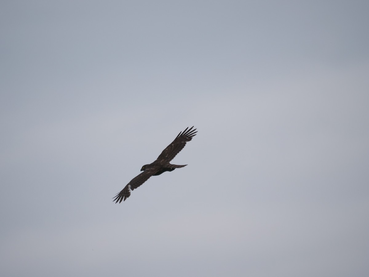 カンムリオオタカ - ML634514041