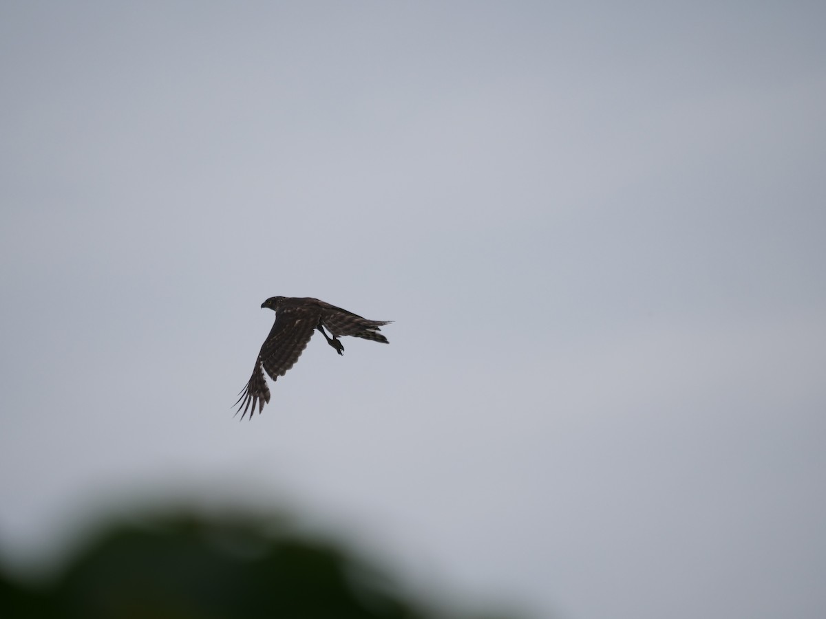 カンムリオオタカ - ML634514042