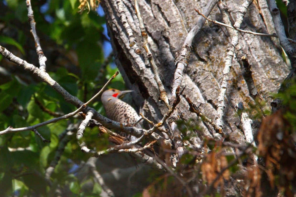 Northern Flicker (Red-shafted) - ML634514173