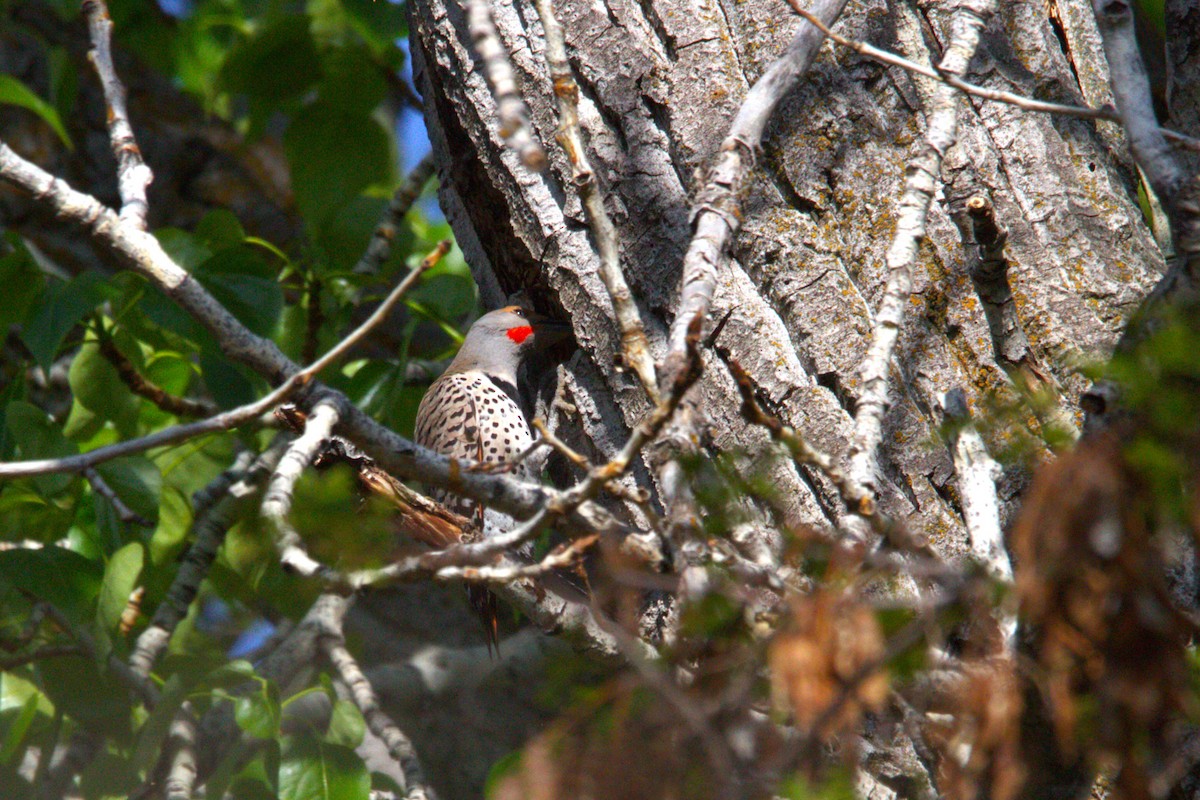 Northern Flicker (Red-shafted) - ML634514174
