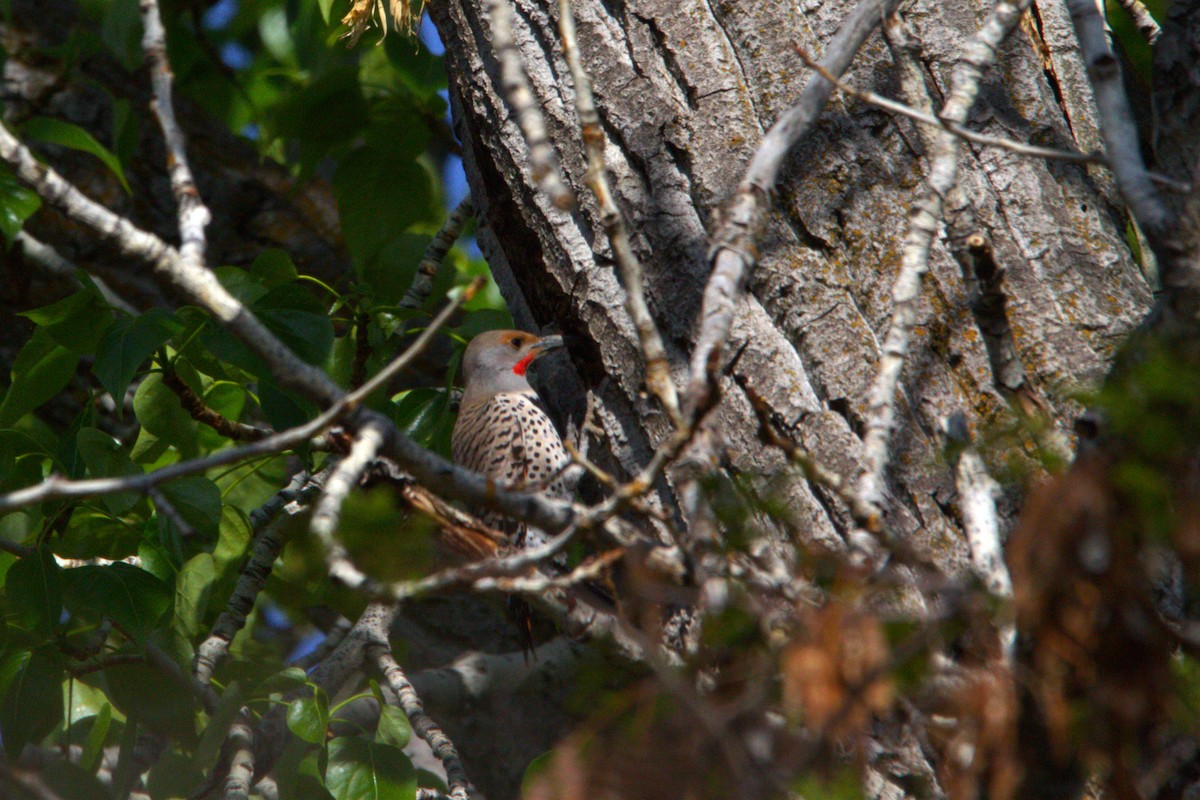 Northern Flicker (Red-shafted) - ML634514175