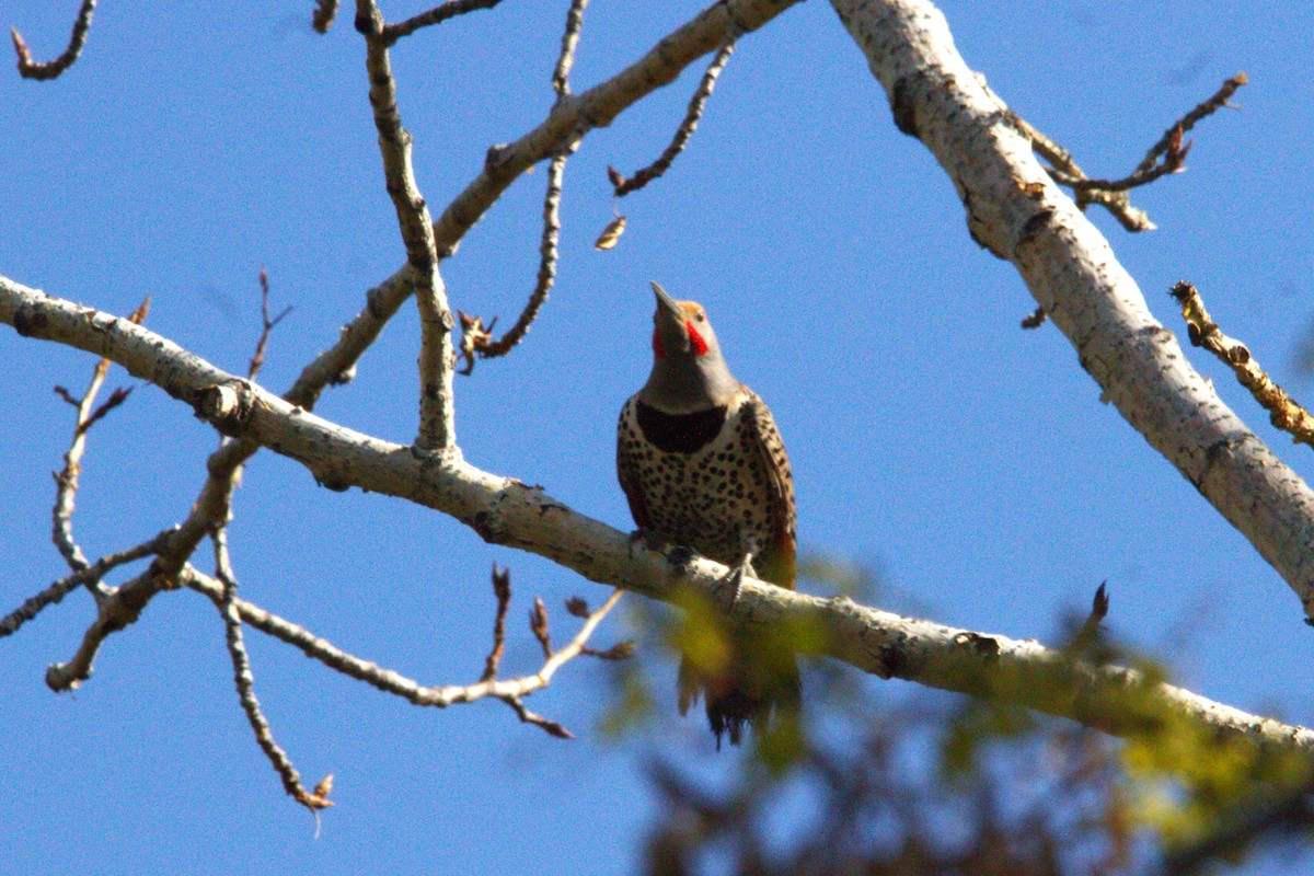 Northern Flicker (Red-shafted) - ML634514176