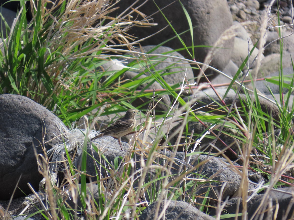Siberian Pipit - ML634514187