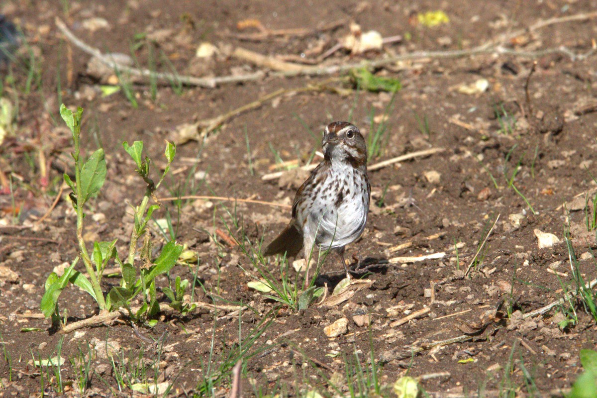 Song Sparrow - ML634514193