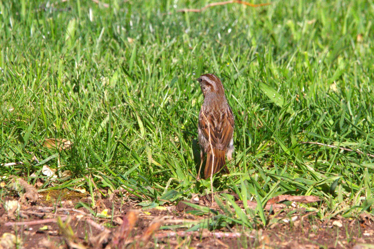 Song Sparrow - ML634514194
