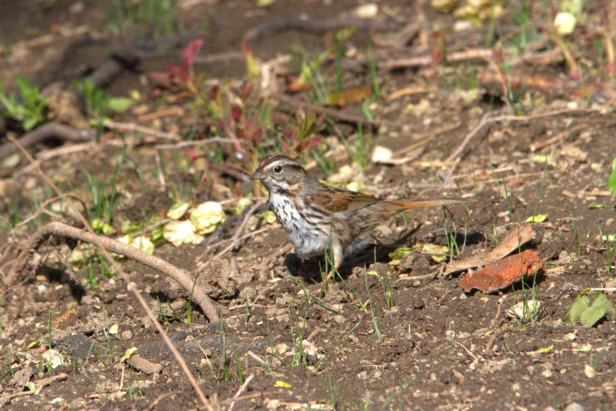Song Sparrow - ML634514196