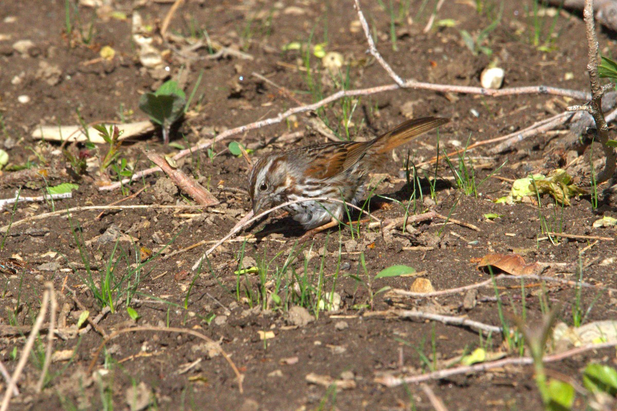 Song Sparrow - ML634514197