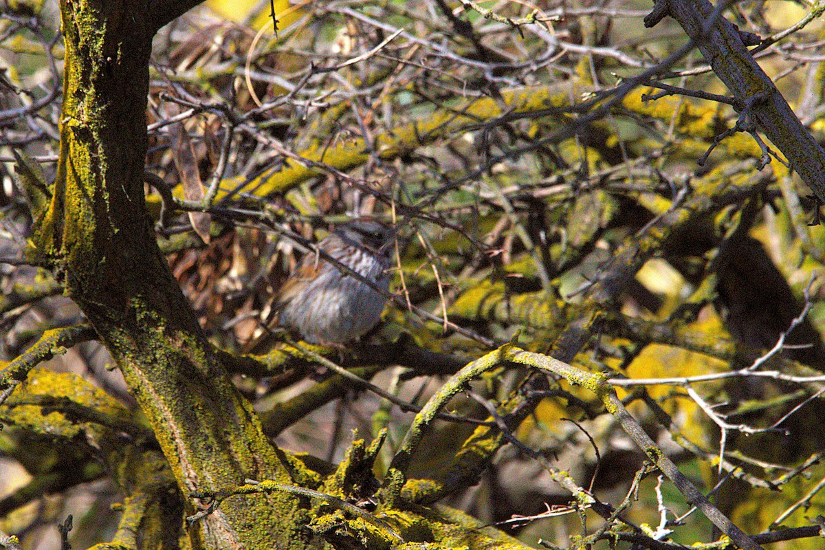 Song Sparrow - ML634514198