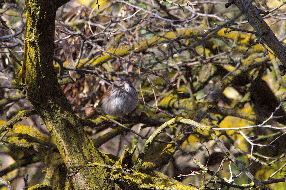 Song Sparrow - ML634514199