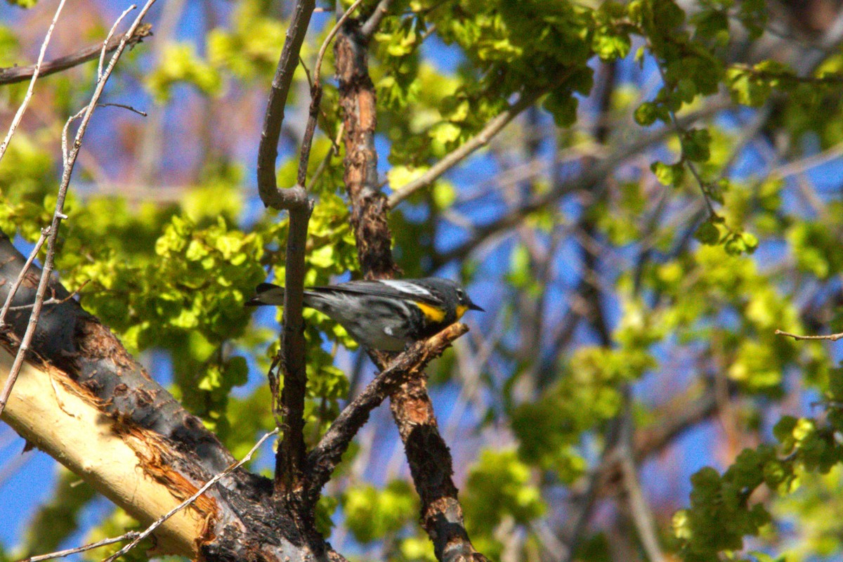 Yellow-rumped Warbler (Audubon's) - ML634514205