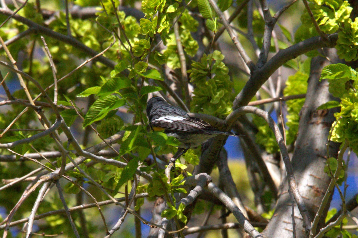 Yellow-rumped Warbler (Audubon's) - ML634514207