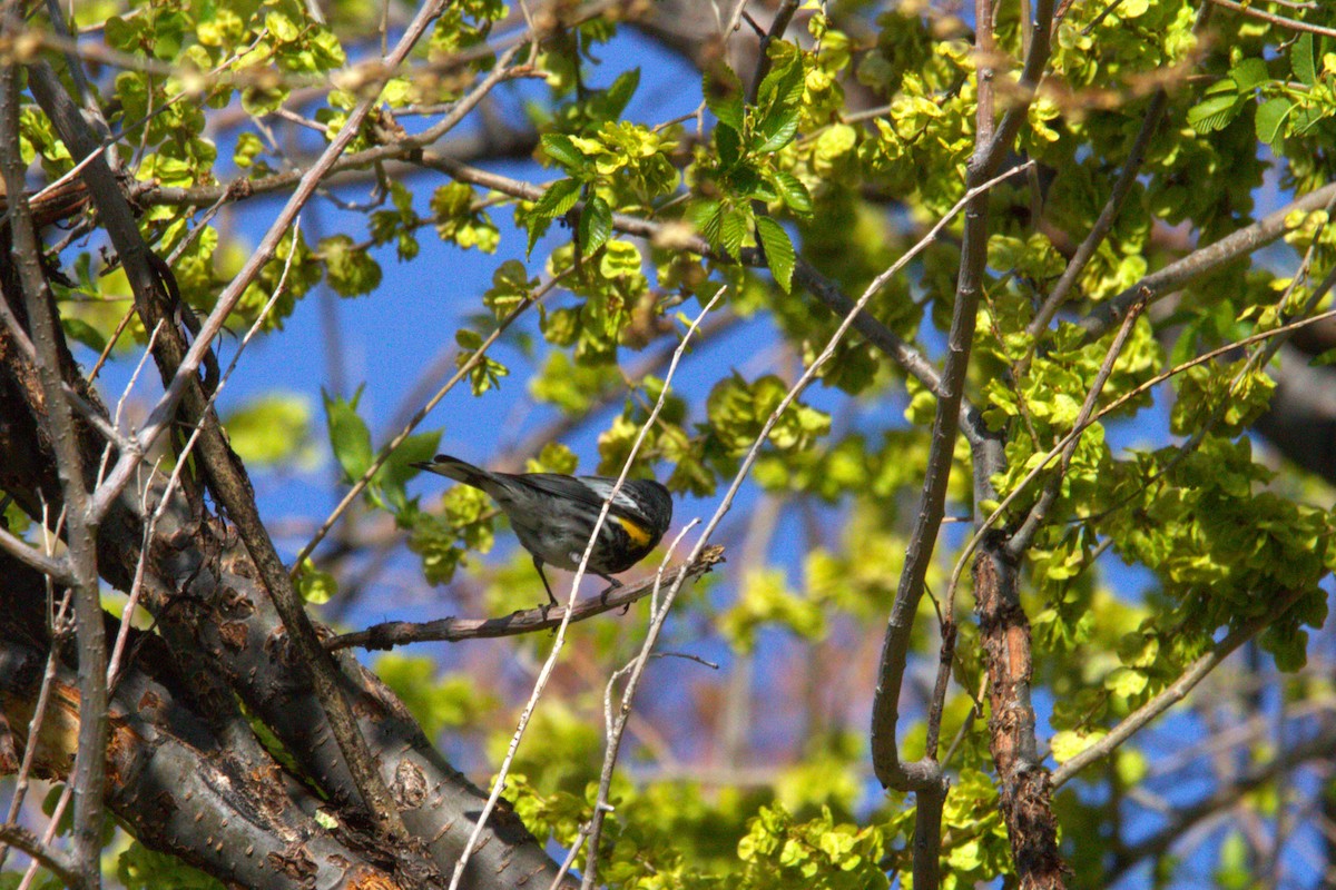 Yellow-rumped Warbler (Audubon's) - ML634514208