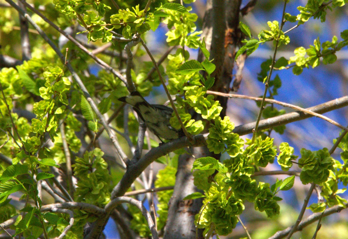 Yellow-rumped Warbler (Audubon's) - ML634514209