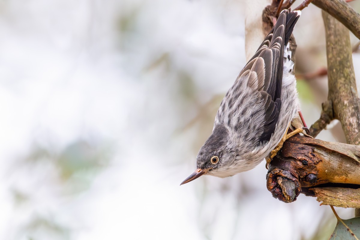 Varied Sittella - ML634514211