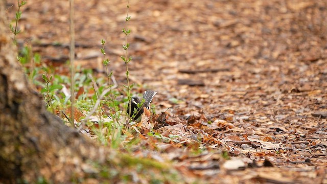 Eastern Towhee - ML634514292