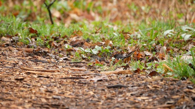Eastern Towhee - ML634514295