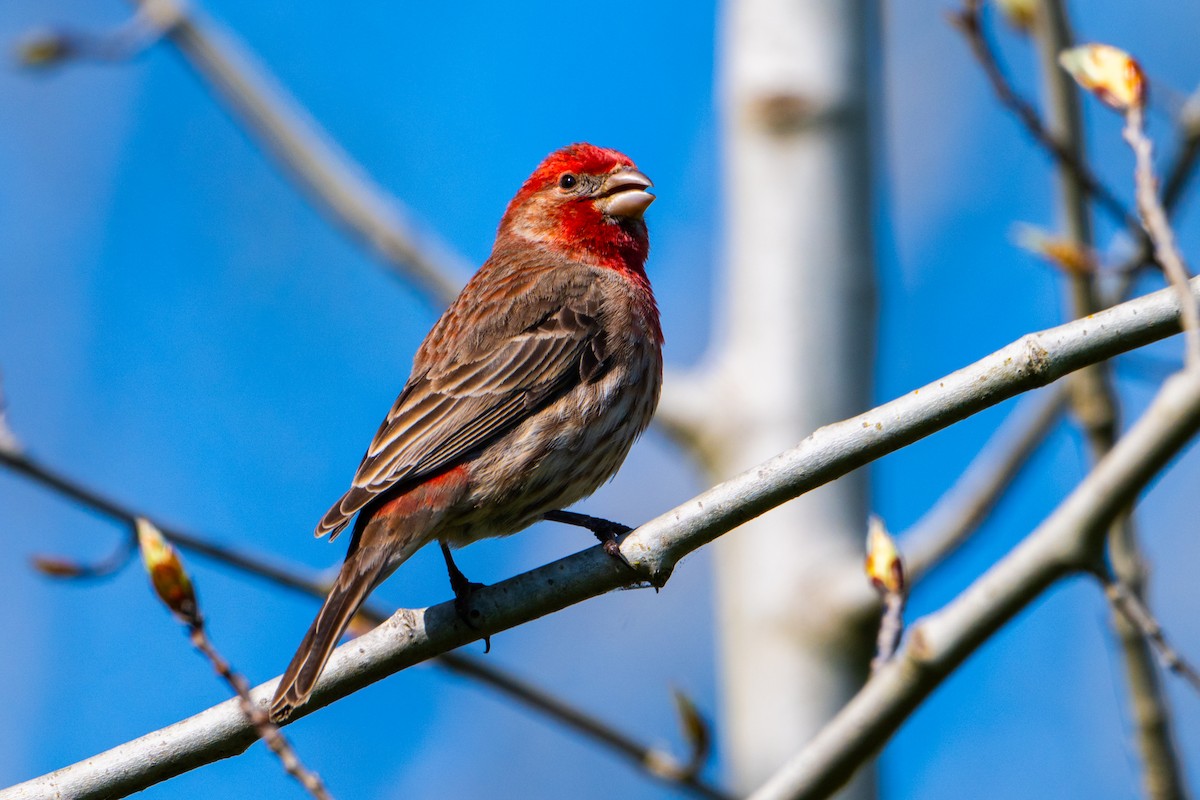 House Finch - ML634514354