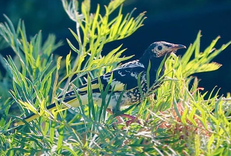 Regent Honeyeater - ML634514542