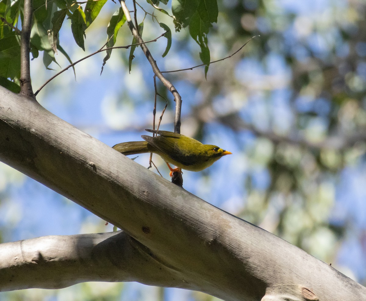 Bell Miner - ML634514639