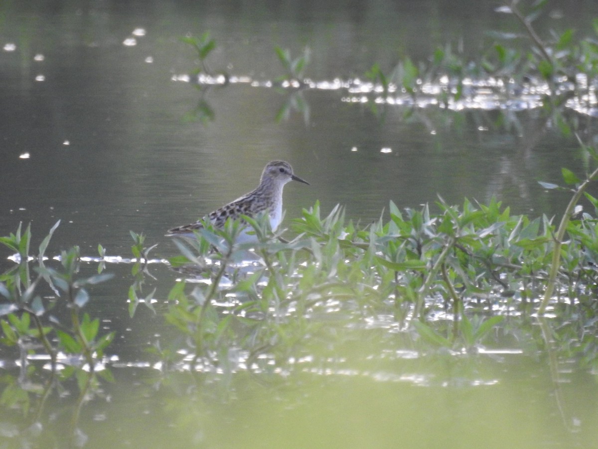 langtåsnipe - ML634514737