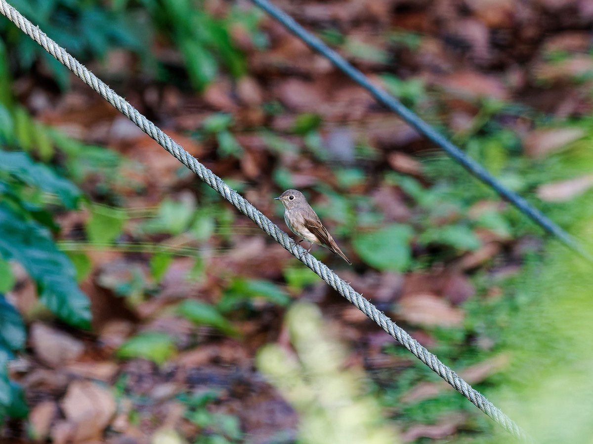 Dark-sided Flycatcher - ML634514738