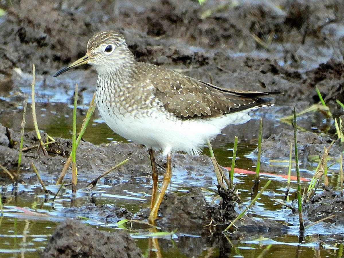 Solitary Sandpiper - ML634514745