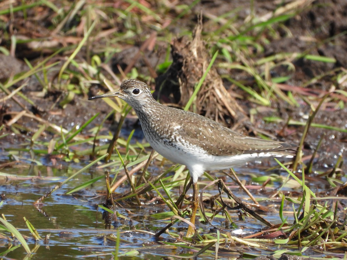 Solitary Sandpiper - ML634514747