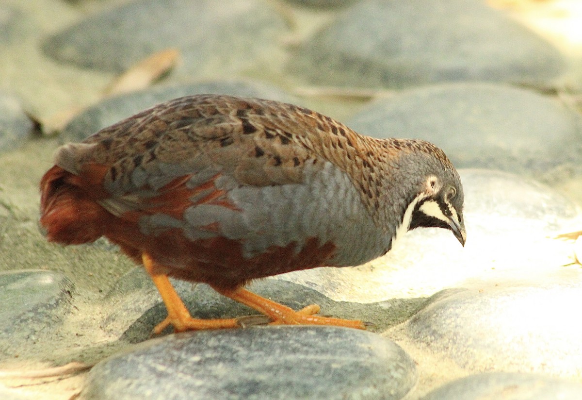 Blue-breasted Quail - ML634514785