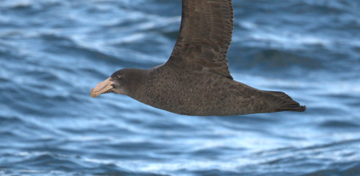 Northern Giant-Petrel - ML634514791