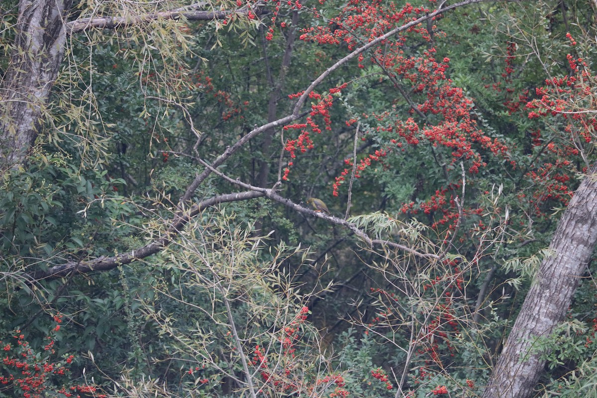 Bell Miner - ML634514858