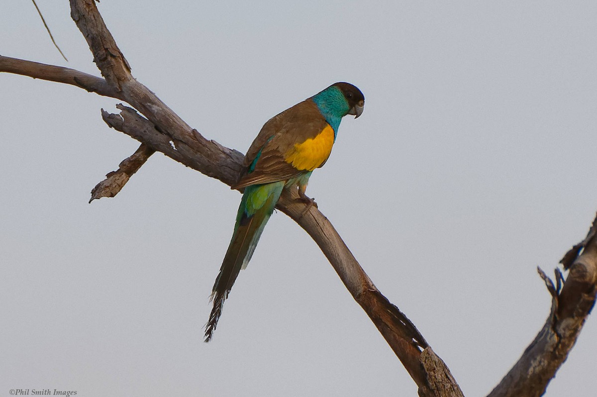 Hooded Parrot - ML634514862