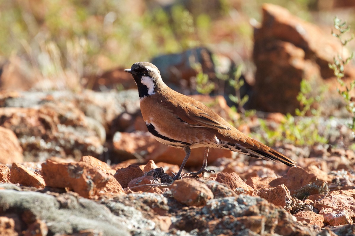 Western Quail-thrush - Scott Baker