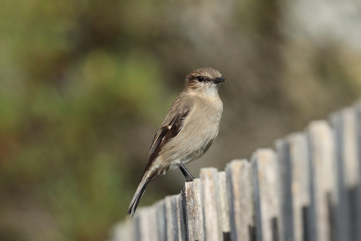 Dusky Robin - ML634514978