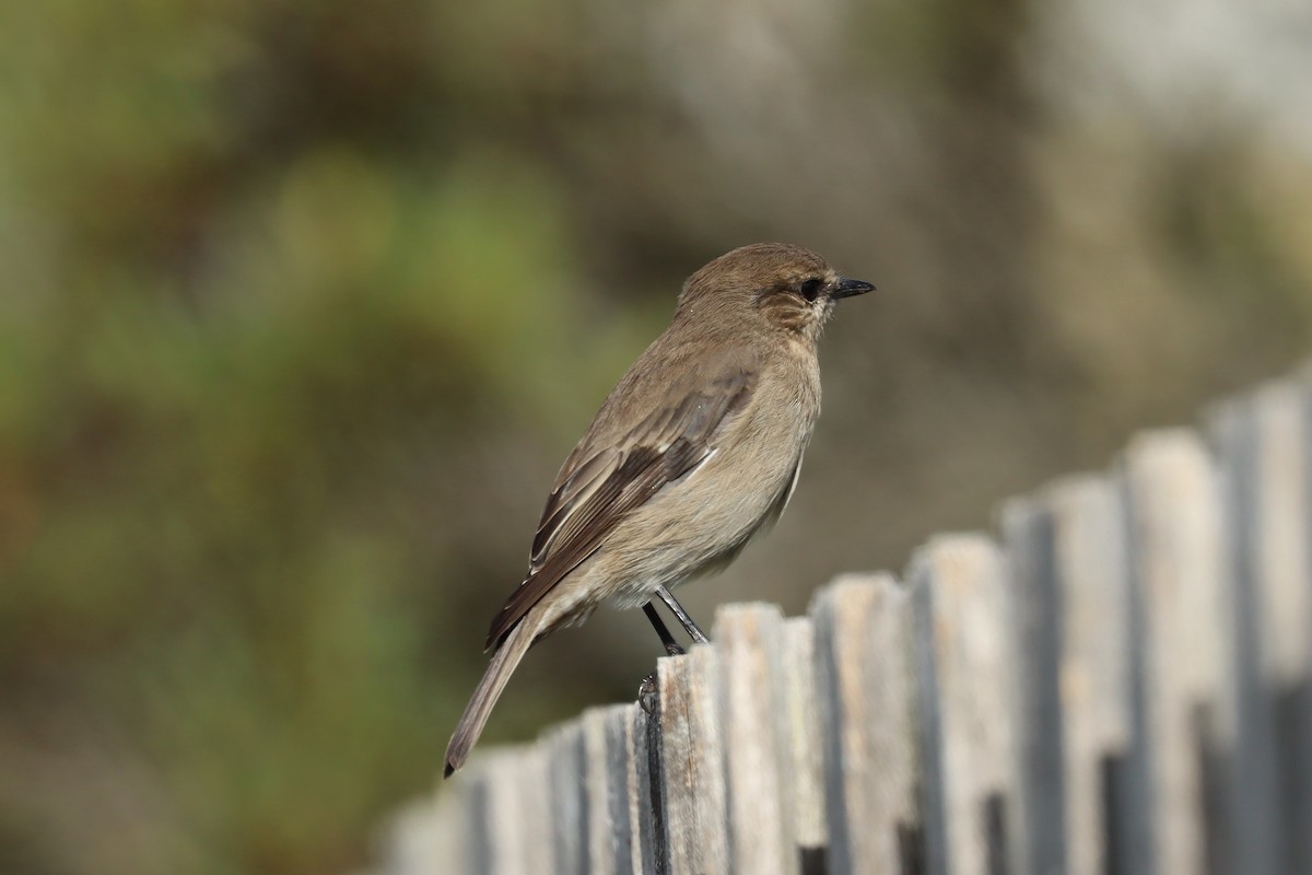 Dusky Robin - ML634514988