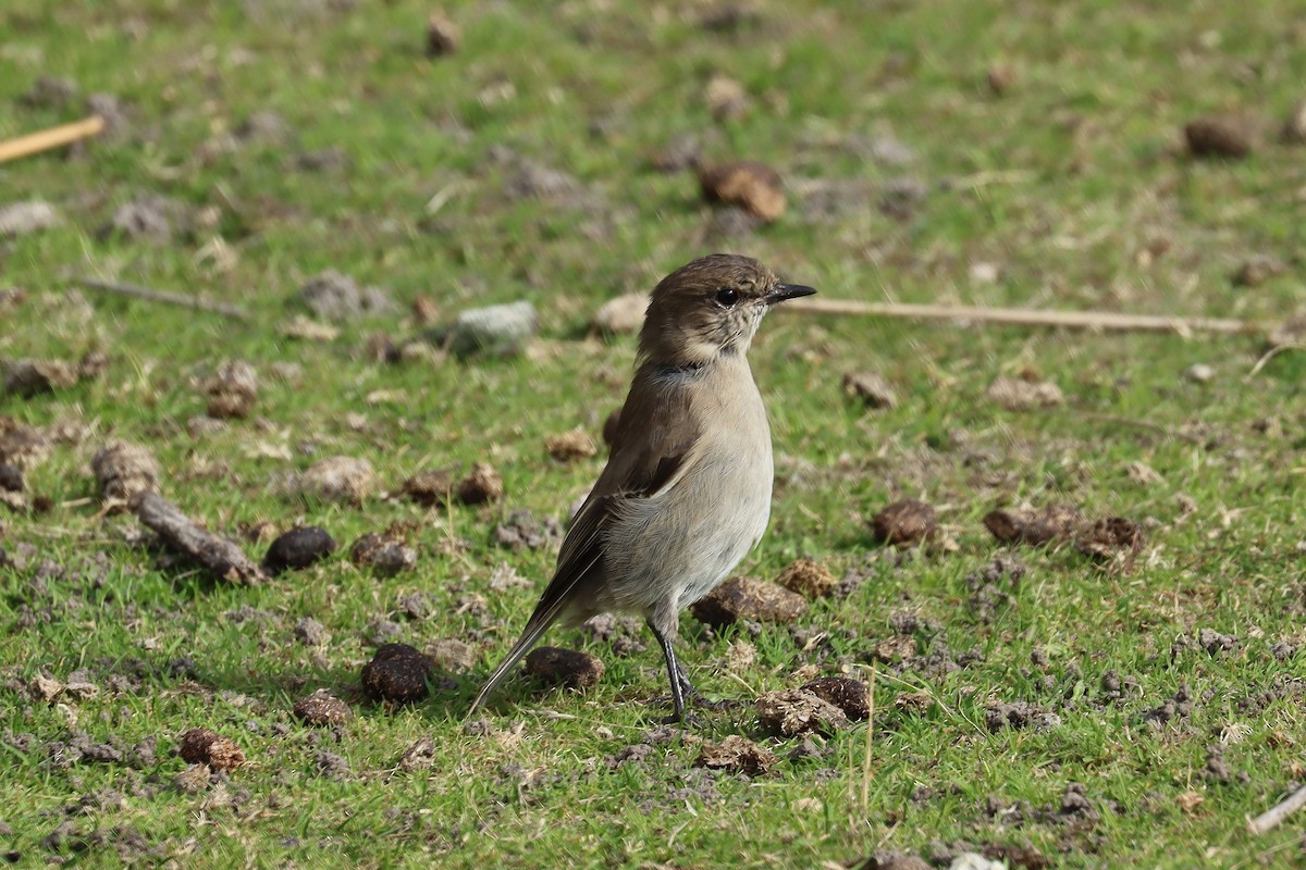 Dusky Robin - ML634514995