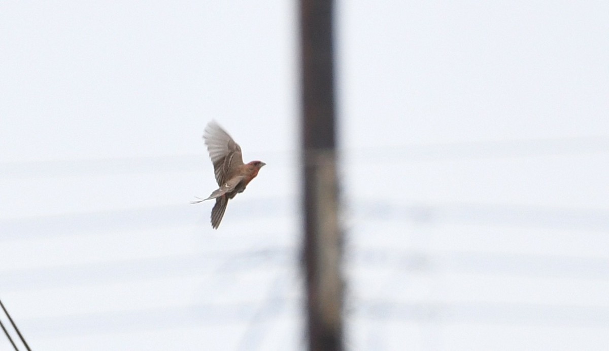 House Finch - ML634515021
